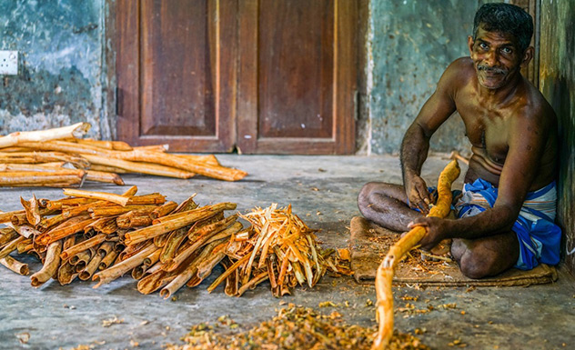 Ceylon Cinnamon | Experiences in Galle | SriLankaInStyle