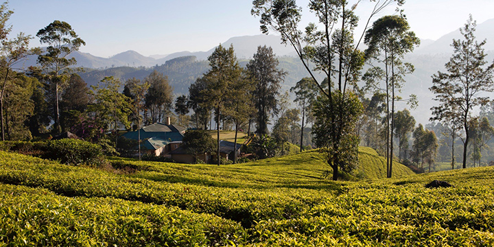 The Ultimate Guide to The Pekoe Trail: Sri Lanka’s Scenic Tea Country Journey