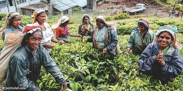 The Ultimate Guide to The Pekoe Trail: Sri Lanka’s Scenic Tea Country Journey