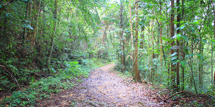 Trekking Sinharaja