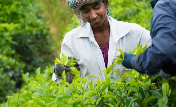 A visit to a modern-day tea factory - Galle -  Sri Lanka In Style