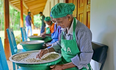 Artisanal Tea Making & Trek - Nine Skies - Sri Lanka In Style