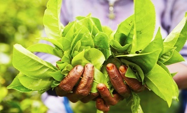 A visit to a tea factory in the tea country - Thotalagala - Sri Lanka In Style