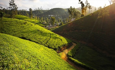 Tea Trails experience: tea factory with a resident planter - Ceylon Tea Trails - Norwood - Sri Lanka In Style