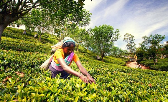 Trek Taylor’s tea hills - Kandy -  Sri Lanka In Style