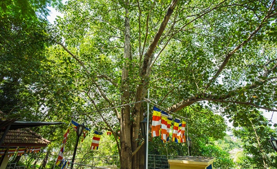 Bhikkuni: the Buddhist Nuns of Sri Lanka - Kandy -  Sri Lanka In Style