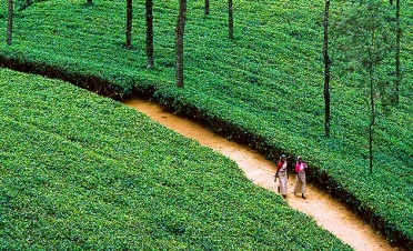 Tea Trails experience: cycling - Ceylon Tea Trails - Castlereagh - Sri Lanka In Style
