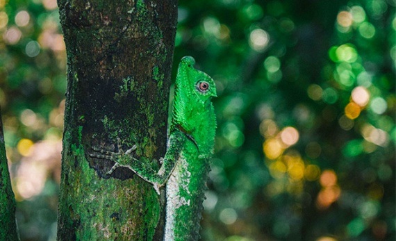 Kanneliya Rainforest trek with lunch in a lake - Galle -  Sri Lanka In Style